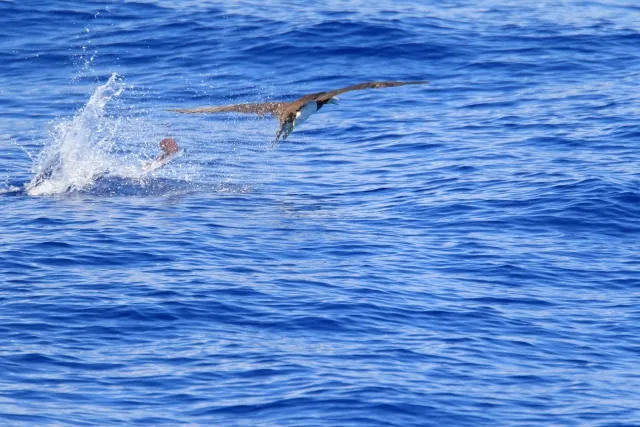トビウオの驚くべき飛行能力!空を舞う魚、トビウオの飛距離と進化の魅力 | Insightilo